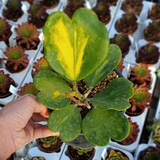 HOYA KERRI REVERSE VARIEGATA, image 