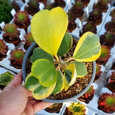 HOYA KERRI VARIEGATA, image 