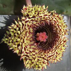 HUERNIA HYSTRIX VAR. PARVULA, image , 2 image