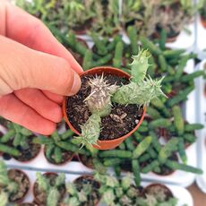 HUERNIA SOMALICA, image _ab__is.image_number.default