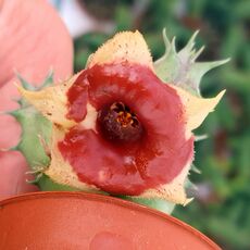 HUERNIA SOMALICA, image 