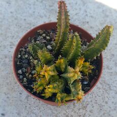 HUERNIA ZEBRINA VARIEGATA, image , 2 image