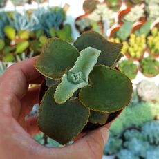 KALANCHOE BEHARENSIS, image 