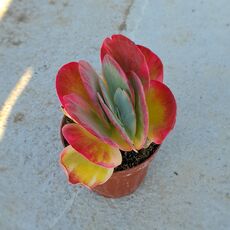 KALANCHOE THYRSIFLORA VARIEGATA, image , 2 image