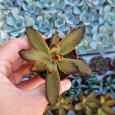 KALANCHOE TOMENTOSA RUBRA, image , 2 image