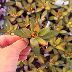 KALANCHOE TOMENTOSA RUBRA, image 