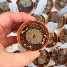 LITHOPS AUCAMPIAE DANIELSKUIL MSG1156, image 