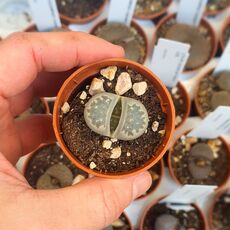 LITHOPS DOROTHEAE F357, image 