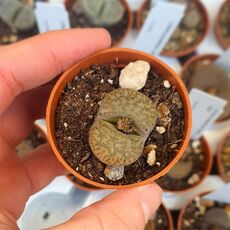 LITHOPS GESINAE V. ANNAE C78, image , 2 image