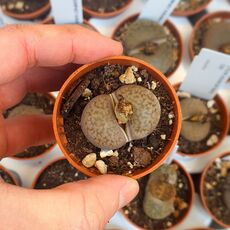 LITHOPS HOOKERI V. MARGINATA C338, image , 2 image