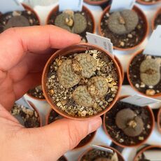 LITHOPS HOOKERII V. SUSANNAE C91, image , 2 image