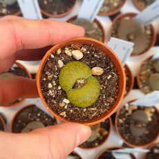 LITHOPS LESLIEI ALBINICA, image 