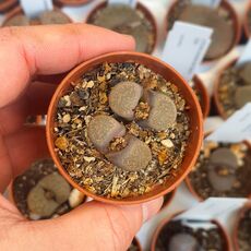 LITHOPS TERRICOLOR C132, image _ab__is.image_number.default