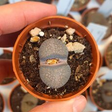 LITHOPS VILLETII SUBS. DOBOERI C231, image _ab__is.image_number.default