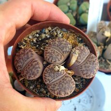 LITHOPS BROMFIELDI V. INSULARIS, image 