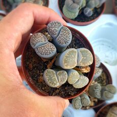 LITHOPS HALLII, image 