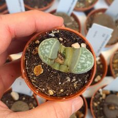 LITHOPS HELMUTII C271, image , 3 image