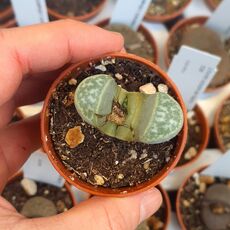 LITHOPS HELMUTII C271, image _ab__is.image_number.default