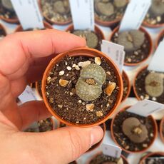 LITHOPS SALICOLA C86 (MACULATE FORM), image 