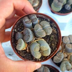 LITHOPS SALICOLA, image 