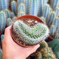 MAMMILLARIA PRINGLEI F. CRISTATA, image 