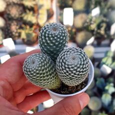 MAMMILLARIA PSEUDOPERBELLA, image 