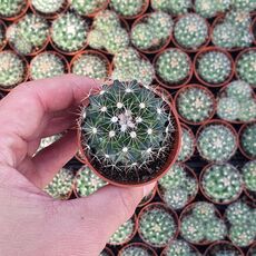 MAMMILLARIA MARIA LUISA, image , 2 image