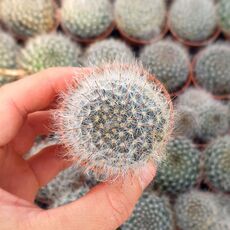 MAMMILLARIA BOCASANA CV. ROSEIFLORA, image _ab__is.image_number.default