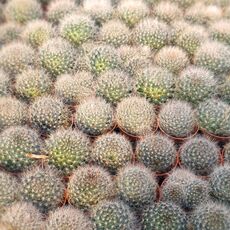 MAMMILLARIA BOCASANA CV. ROSEIFLORA, image _ab__is.image_number.default