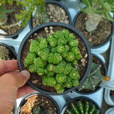 MAMMILLARIA BOCASANA FRED MONSTROSA, image 