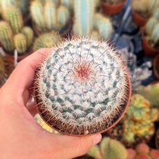 MAMMILLARIA BOMBYCINA, image 