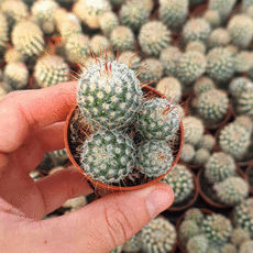 MAMMILLARIA BOMBYCINA, image 