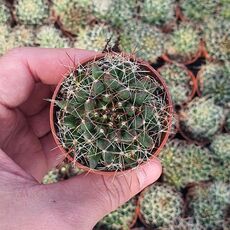 MAMMILLARIA DECIPIENS SUBS. CAMPTOTRICHA, image 