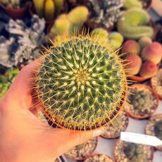 MAMMILLARIA CV. GINSA MARU, image 