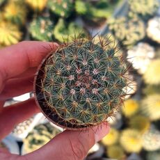 MAMMILLARIA CV. GINSA MARU, image 