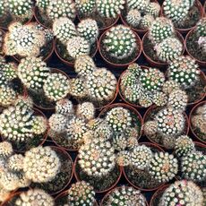 MAMMILLARIA GRACILIS, image , 3 image