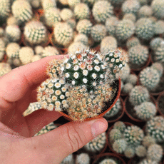 MAMMILLARIA GRACILIS, image 