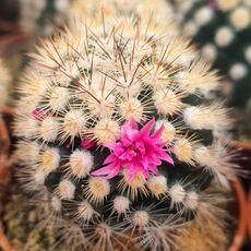 MAMMILLARIA GRACILIS, image , 4 image