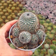 MAMMILLARIA HAAGEANA V. SCHMOLII, image 