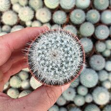 MAMMILLARIA HAHNIANA, image 