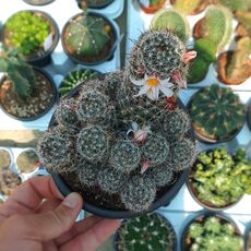 MAMMILLARIA HUTCHSONIANA, image 