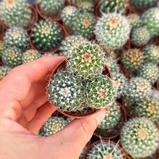 MAMMILLARIA NEJAPENSIS, image 