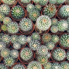 MAMMILLARIA NEJAPENSIS, image _ab__is.image_number.default