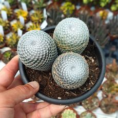 MAMMILLARIA PERBELLA, image , 2 image