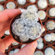 MAMMILLARIA PLUMOSA, image , 2 image