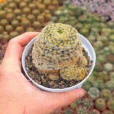 MAMMILLARIA SCHIEDEANA, image 