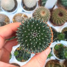 MAMMILLARIA SEMPERVIVI, image 