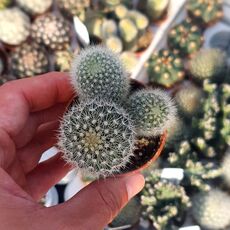 MAMMILLARIA SPINOSISSIMA, image 