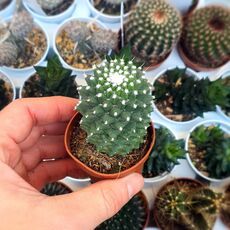 MAMMILLARIA VAGASPINA HELEN, image _ab__is.image_number.default