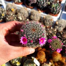 MAMMILLARIA ZEILMANNIANA, image 